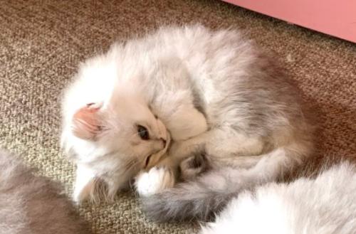 丸くなりながら目が開いている子猫
