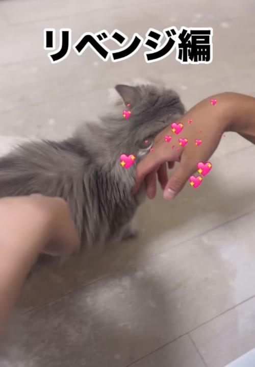 男性を選ぶ猫