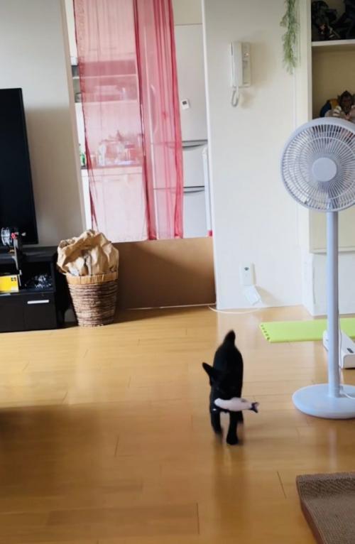 ぬいぐるみをくわえて持ってくる子猫