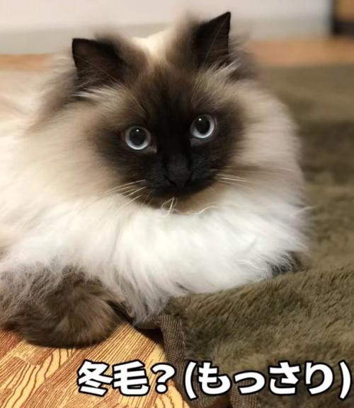 冬毛の猫