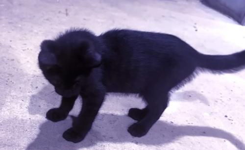 おもちゃを見ている子猫