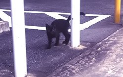 柱のそばを歩く子猫