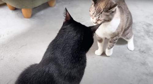 耳を立てる猫