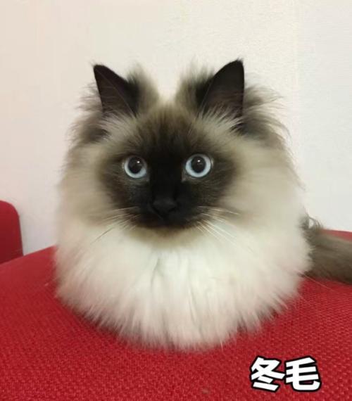 冬毛の猫
