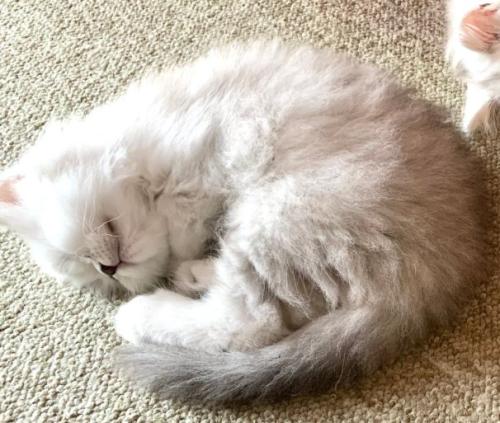 丸くなって眠る子猫（しっぽにグレーが多い猫）