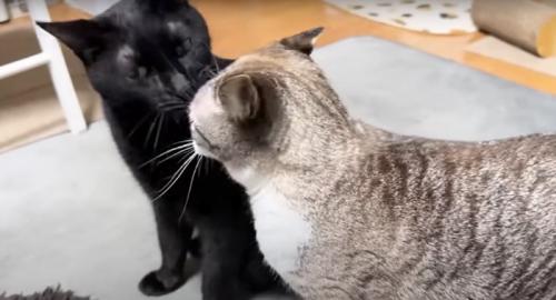甘える猫