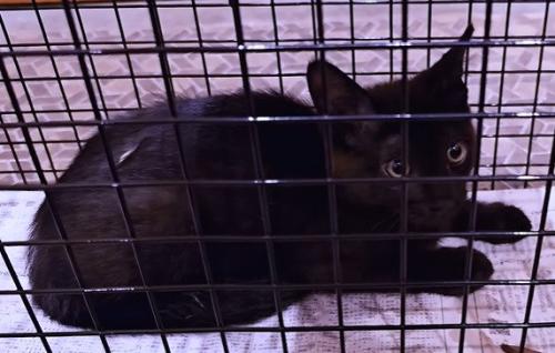 捕獲機に入った子猫