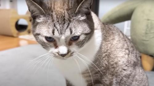 すねる猫