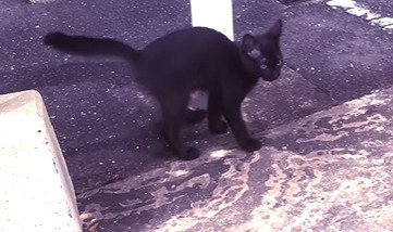 柱のそばを歩く子猫2