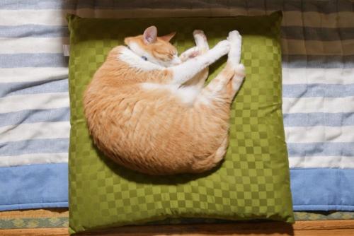 緑のクッションで寝る猫