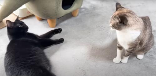 倒れる猫