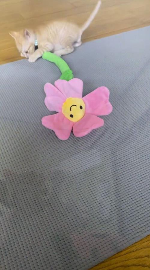 ぬいぐるみに飛びつく子猫