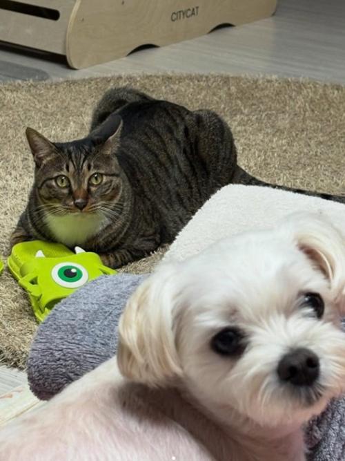 犬と猫