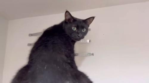 じっとパパさんを見るチロルちゃん