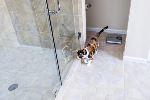 ガラスの扉が開くのを待つ猫