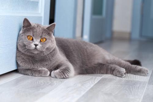 扉の前で待ちくたびれる猫