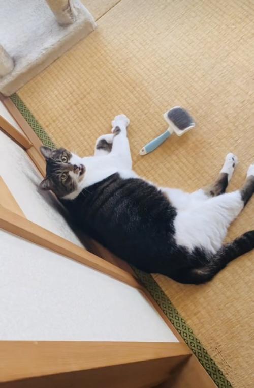 投稿主さんを見上げながら鳴く保護猫