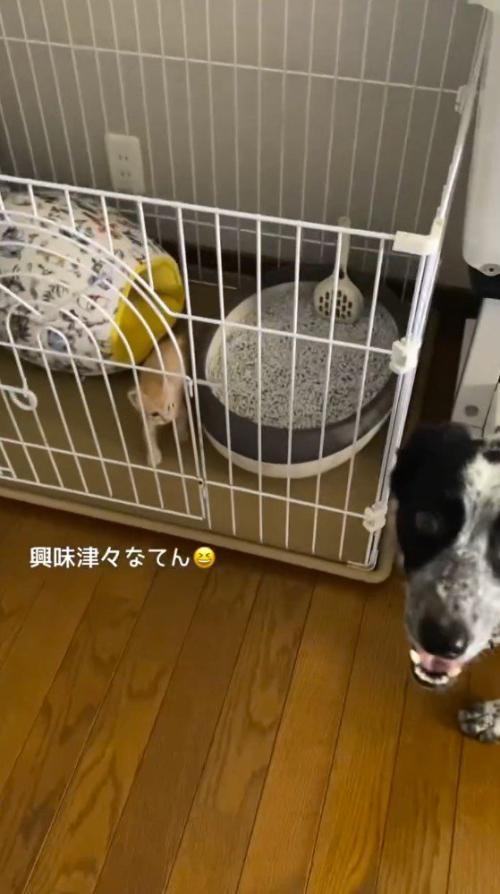 子猫を見て笑顔になる犬