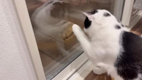 セミを気にしている子