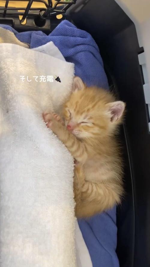 タオルの上で眠る子猫