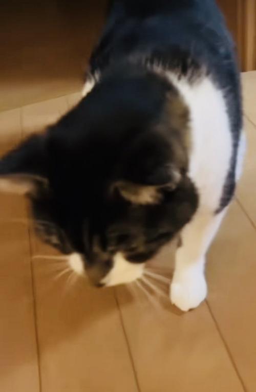 投稿主さんがいなくて寂しそうに佇む保護猫