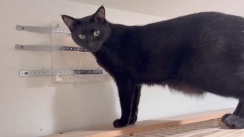 パパさんを見つめるチロルちゃん