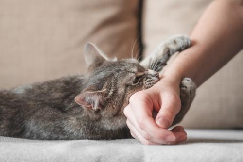 腕に噛みつく猫