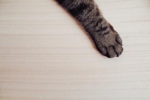隙間から伸びた猫の手