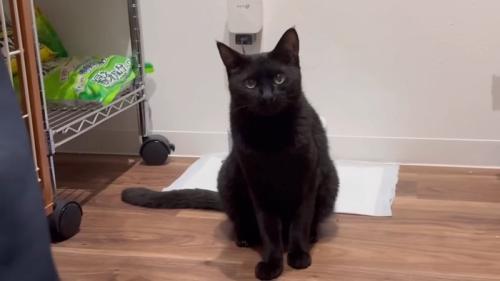 おすわりチロルちゃん