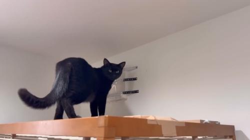 塞がれた換気口とチロルちゃん