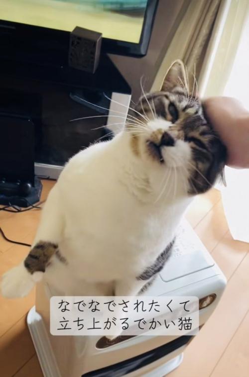 投稿主さんに頭を撫でられる保護猫