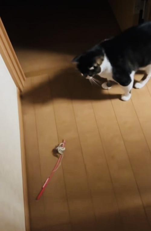 投稿主さんがいなくて寂しそうに佇む保護猫