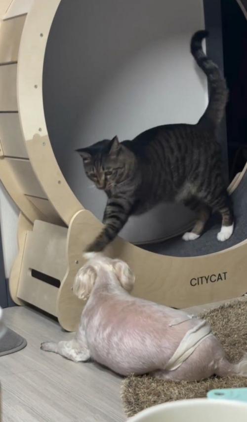 猫パンチする猫