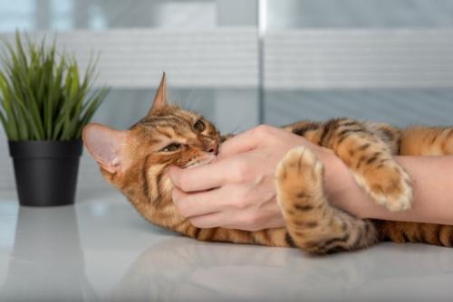 腕にじゃれつく猫