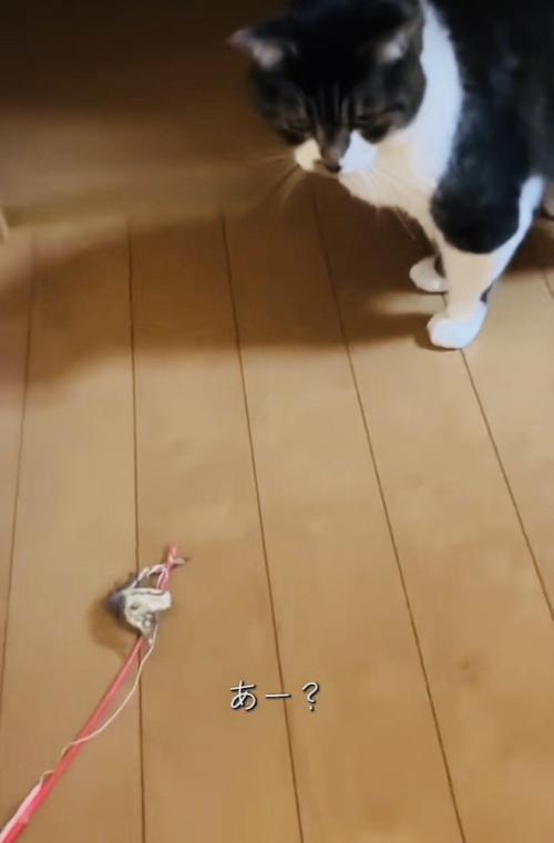 投稿主さんがいなくて寂しそうに佇む保護猫