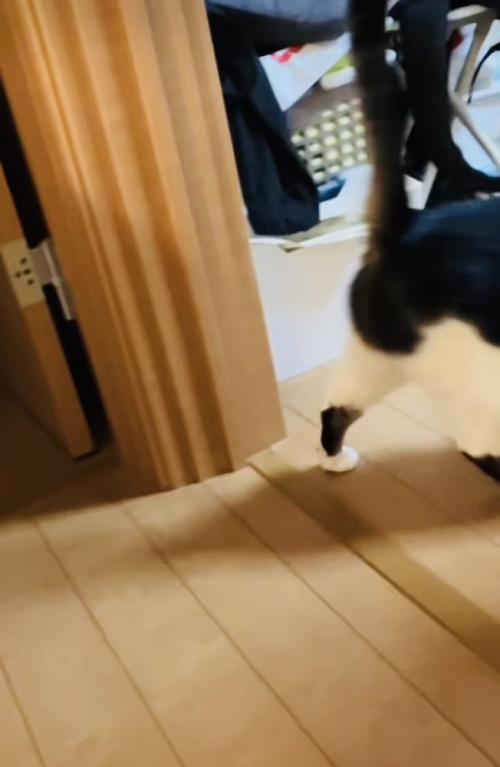 投稿主さんを探す保護猫