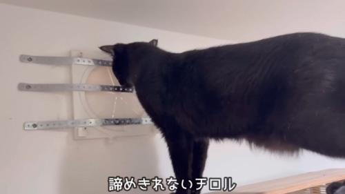 換気口の前のチロルちゃん