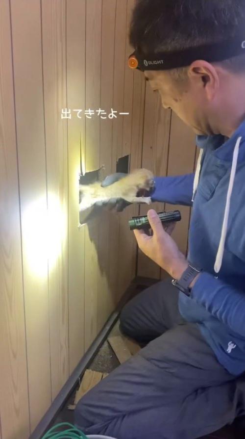 壁に開けた穴から子猫を拾い上げる飼い主