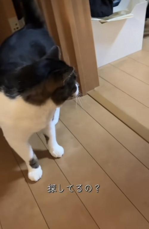 投稿主さんがいなくて寂しそうに佇む保護猫