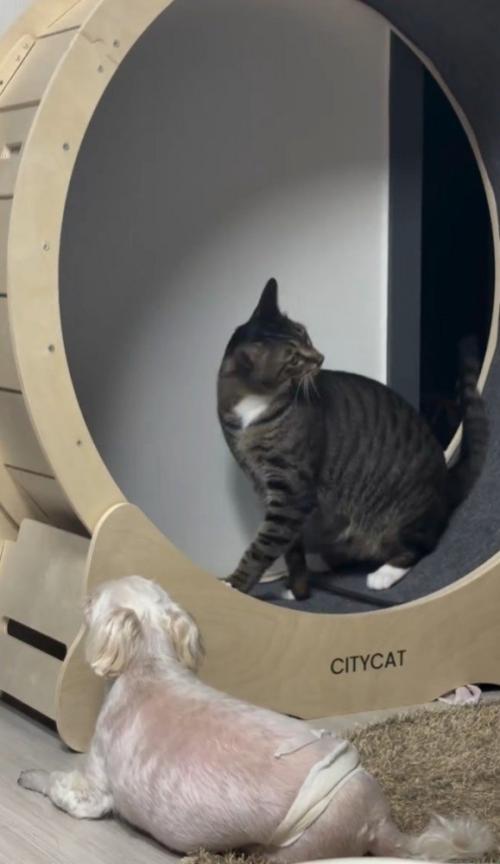 グルーミングする猫
