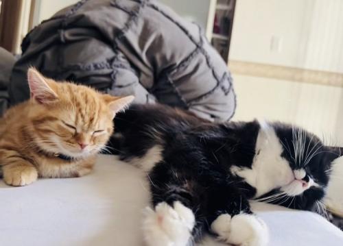 ベッドの上で眠るスコティッシュフォールドとマンチカン