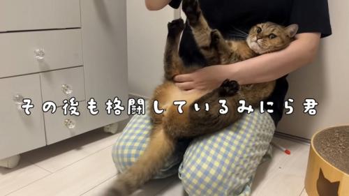 突っ張る猫