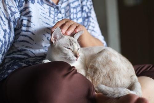 人のひざの上に乗って目を細める猫