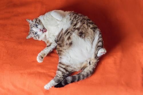 ボリューミーな猫