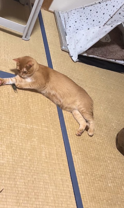 右前足に当たっているセミを左前足でさわっている猫