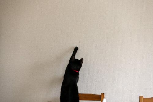 壁の虫に手を伸ばす猫