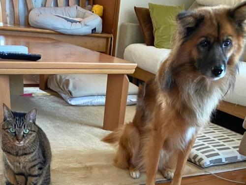 少し距離を取って座る猫と犬