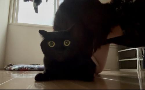 吸われている黒猫