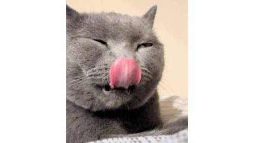 舌なめずりしている猫