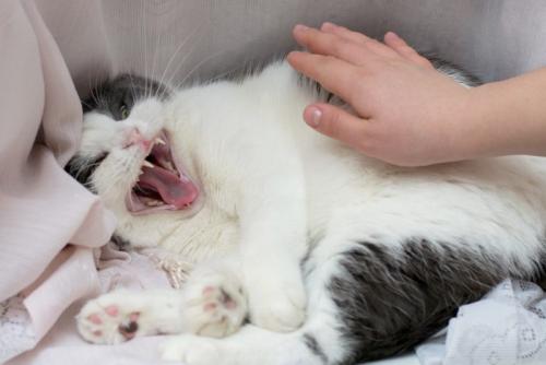 撫でられたくなさそうな猫